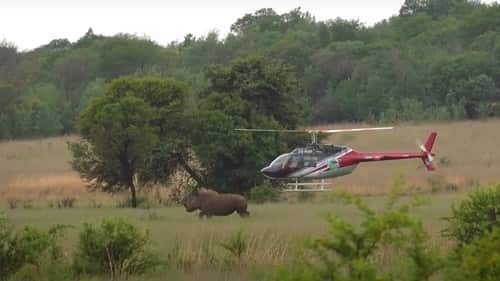 Top 10 Helicopter Tours for Wildlife Viewing in India