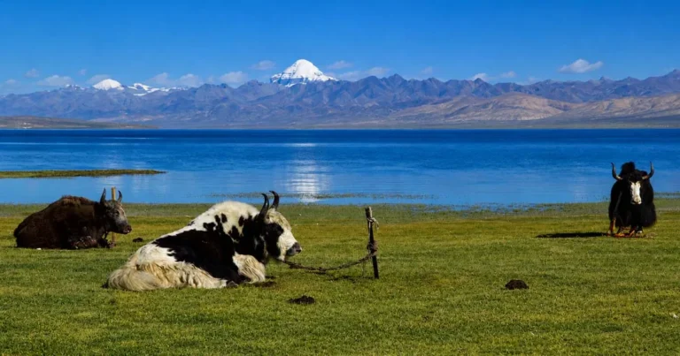 Manasarovar Lake: A Sacred Jewel of the Tibetan Plateau